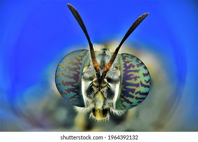 Extreme Macro Photography Of Black Soldier Fly