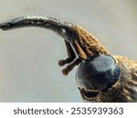 Extreme Macro Photography of Long-Nosed Beetle (Rhinotia hemistictus), Side View, Close-Up with Detailed Focus Stacking, Featuring Black Eyes and Long Snout