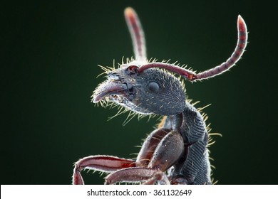 Extreme Macro Queen Hairy Ant Insect