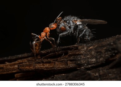 Extreme macro of red ant attacking captured fly on decaying wood with dark background, dramatic predatory insect behavior and detailed wildlife close up scene.