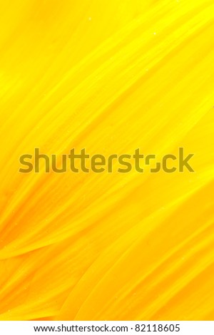 Extreme macro shot. Abstract background with sunflower petals