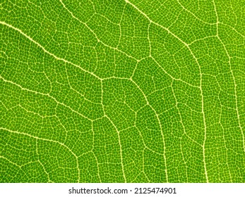 Extreme Macro Shot Detail Of Green Leaf Texture, Chlorophyll Background