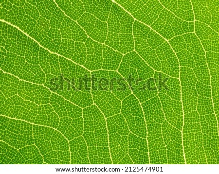 Extreme macro shot detail of green leaf texture, chlorophyll background