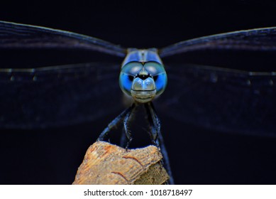 Extreme macro shot eye of Blue dragonfly in wild. Close up detail of eye dragonfly is very small. Dragonfly on yellow leave. Selective focus. - Powered by Shutterstock