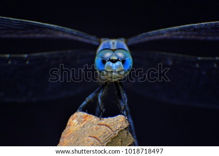 Extreme macro shot eye of Blue dragonfly in wild. Close up detail of eye dragonfly is very small. Dragonfly on yellow leave. Selective focus.