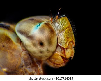 Bug Eyes Macro Images Stock Photos Vectors Shutterstock