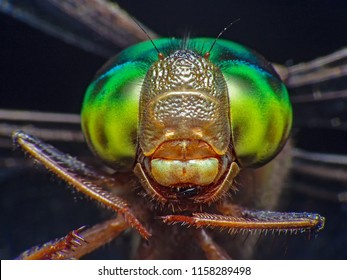 56,773 Dragonfly close up Images, Stock Photos & Vectors | Shutterstock