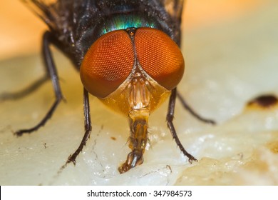 Extreme macro shot the eye of insect fly