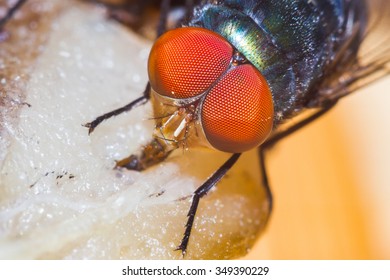 Extreme Macro Shot The Eye Of Insect Fly