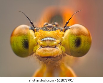 Extreme macro shot eye of Zygoptera dragonfly in wild. Close up detail of eye dragonfly is very small. Dragonfly on yellow leave. Selective focus.