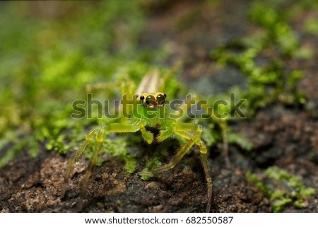 Similar – Close-up of a yellow caterpillar