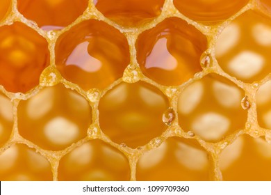 Extreme Macro Shot Of A Honey Filled Honeycomb