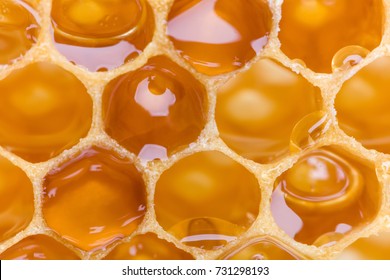 Extreme Macro Shot Of A Honey Filled Honeycomb