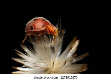 Extreme Macro Shot Of The Ladybug On The Flower And Black Background. Spot On Wing Is Wonderful And So Beautiful. Selective Focus And Free Space For Text.