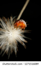 Extreme Macro Shot Of The Ladybug On The Flower And Black Background. Spot On Wing Is Wonderful And So Beautiful. Selective Focus And Free Space For Text.