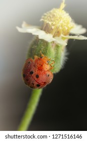 Extreme Macro Shot Of The Ladybug On The Flower And Black Background. Spot On Wing Is Wonderful And So Beautiful. Selective Focus And Free Space For Text.