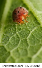 Extreme Macro Shot Of The Ladybug On Green Leave Background. Spot On Wing Is Wonderful And So Beautiful. Selective Focus And Free Space For Text.