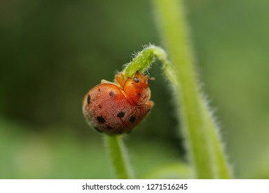 Extreme Macro Shot Of The Ladybug On Green Leave Background. Spot On Wing Is Wonderful And So Beautiful. Selective Focus And Free Space For Text.