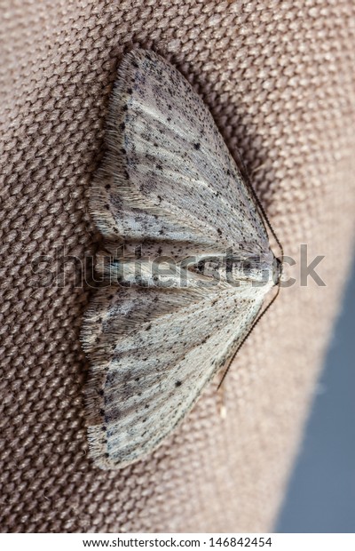 extreme\
macro shot of a small moth sitting on\
fabric