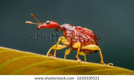 Extreme macro shot of a tiny red giraffe weevil cautiously exploring a vibrant green leaf, showcasing its unique elongated neck and delicate features in stunning detail