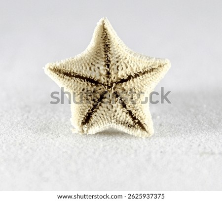 Extreme macro shot of underside view of a fossil starfish, revealing symmetrical radial grooves and a rugged surface