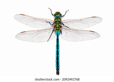Capturas macro extremas, detalle de las alas de libélula. aislado en un fondo blanco.