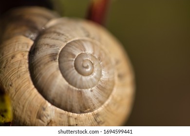 Extreme macro of a snail shell - Powered by Shutterstock - Get 15% off with code: PIKWIZARD15