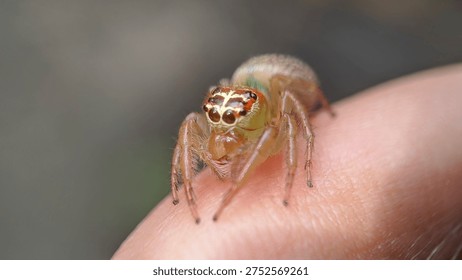 Extreme Macro of Tiny Jumping Spider on Human Finger with Selective Focus and Blurry Background
