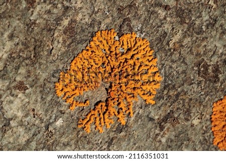 extreme macro view of a common orange lichen, growing on a natural rocky wall at autumn and lit by the sun light