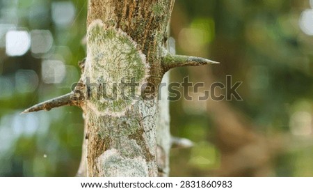 Extreme macro view of sharp spikes growing on a green tree trunk with blurred natural bokeh background.