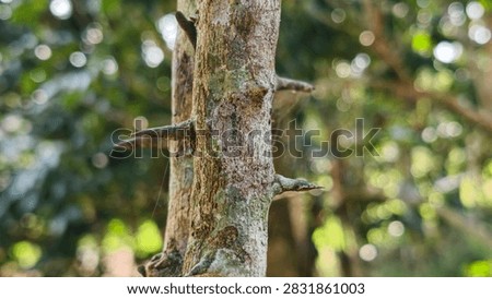 Extreme macro view of sharp spikes growing on a green tree trunk with blurred natural bokeh background.