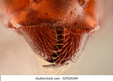 Extreme Magnification - Ant Jaws