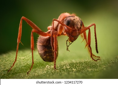 Extreme magnification - Ant in the wild