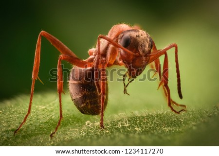 Extreme magnification - Ant in the wild