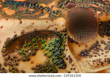 Extreme magnification - Brown Marmorated Stink Bug (Halyomorpha halys) details at 10x