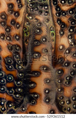 Extreme magnification - Brown Marmorated Stink Bug (Halyomorpha halys) details at 20x