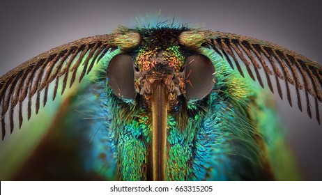 Moth Face Images Stock Photos Vectors Shutterstock