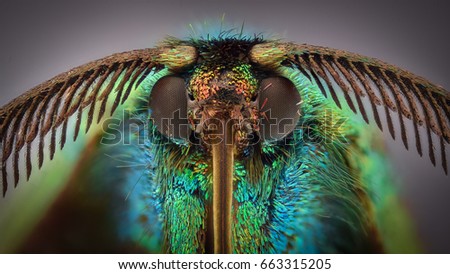 Similar – blowflies Animal