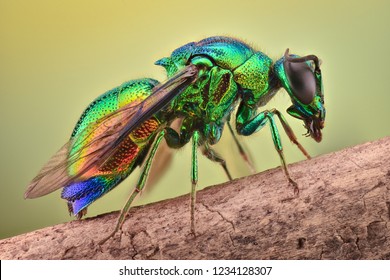 Extreme magnification - Cuckoo wasp