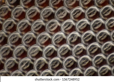 Extreme Magnification Butterfly Wing Under Microscope Stock Photo (Edit ...