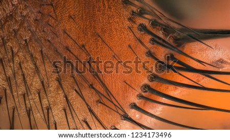 Extreme magnification - Fly hairs on it's face at 20:1 magnification