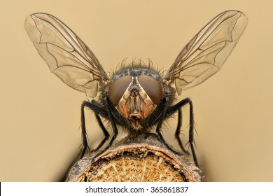 Extreme magnification - Fly liftoff