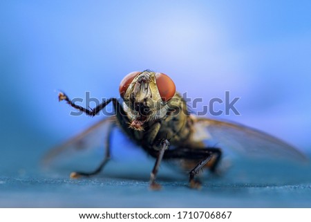 Similar – Dragonfly sunbathing