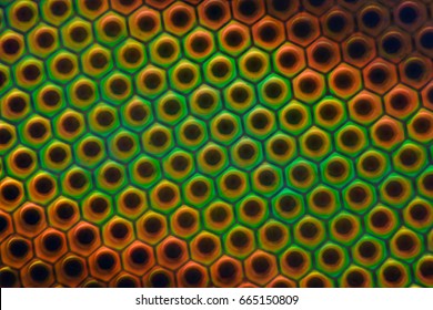 Extreme magnification - Horse fly compound eye under the microscope at 50:1