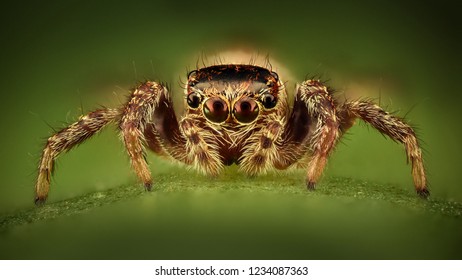 Extreme Magnification - Jumping Spider 