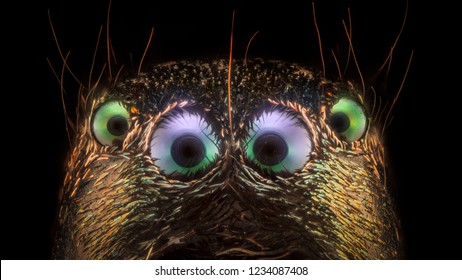 Extreme Magnification - Jumping Spider 