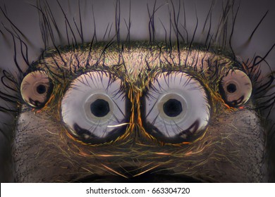 Extreme magnification - Jumping spider portrait - Powered by Shutterstock