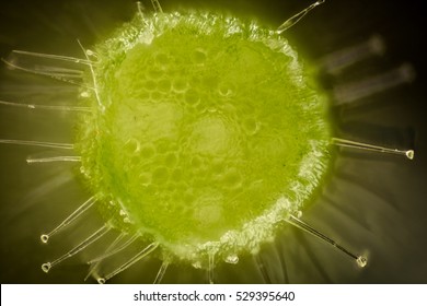 Extreme magnification - Pelargonium, Glandular hairs and tector - section through stem  at 20x - Powered by Shutterstock