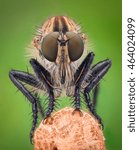 Extreme magnification - Robber fly, front view