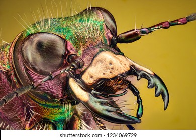 Extreme Magnification - Tiger Beetle